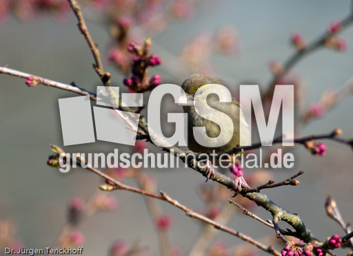 Grünfink (6 von 6).jpg